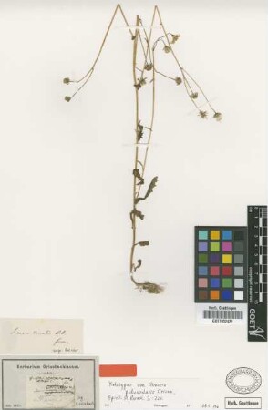 Senecio peduncularis Griseb. [holotype]