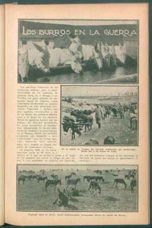 Los burros en la guerra