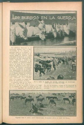 Los burros en la guerra