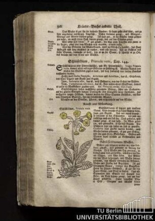 Cap. 144. Schluesselblum, Primula veris.