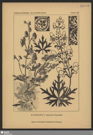 Eisenhut (Aconitum Napellus)