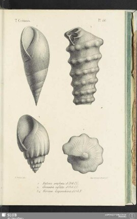 Pl. 156