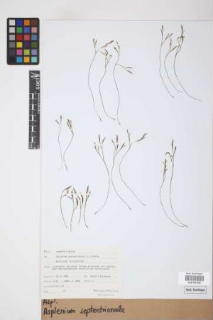 Asplenium septentrionale (L.) Hoffm.