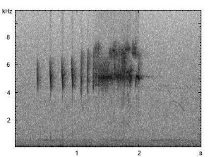 Grauammer | Emberiza calandra - Ruf, Gesang