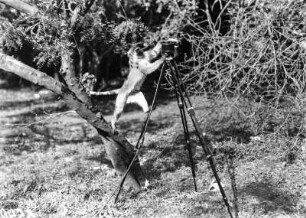 Meerkatze : Eine Meerkatze inspiziert ein Mikrofon