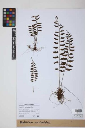Asplenium auriculatum Sw.