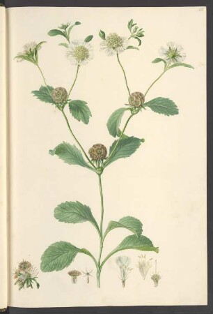 Scabiosa prolifera, Blatt 608