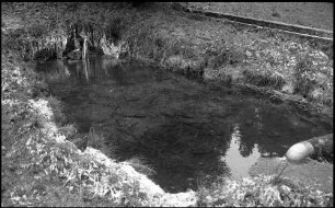 Oberprechtal: Forellenzucht, Teich mit Forellen