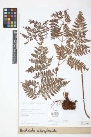 Arachniodes ochropteroides (Baker) Lellinger