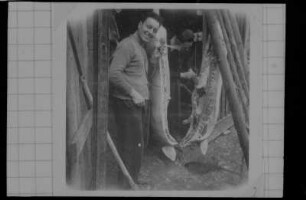 Männer mit Schweinehälften