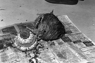 Schädlingsbekämpfung: Beseitigung von Wespennest: Straße Hinterm Vogelherd: Dachraum von Einfamilienhaus: Nest auf Zeitungspapier, Waben, tote Wespen: 9. Juli 1992