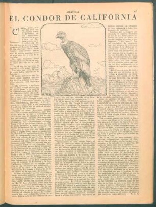 El condor de Califórnia