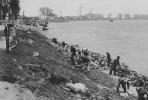 Uferabflachung "Kurve Speyer"/Rhein