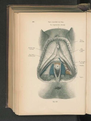 Fig. 433. Regio urogenitales der frau.