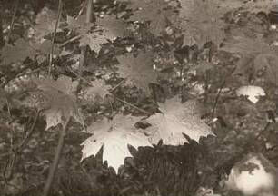 Spitzahorntrieb (Acer platanoides) von Ahorn-Runzelschorf (Rhytisma acerinum) befallen