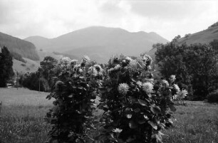 Untermünstertal: Ausblick vom Gasthaus zum Löwen zum Belchen; Vordergrund Blumenstrauch