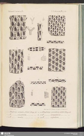 T. Crétacés, Pl. 702