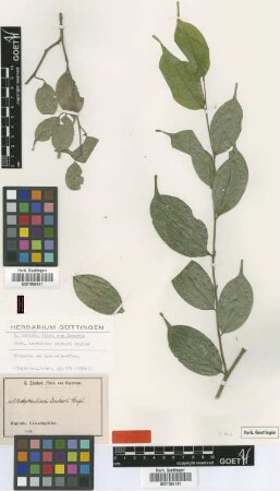 Leptaulus zenkeri Engl. [syntype]