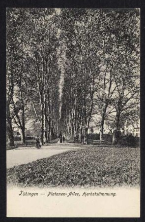 20, Tübingen - Platanen-Allee, Herbststimmung.