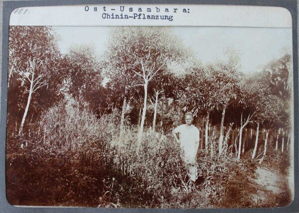 Est d'Usambara. Plantation de quinine