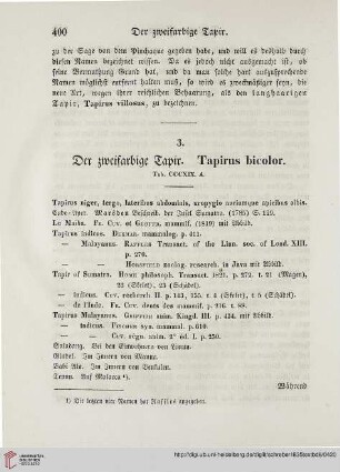 3: Der zweifarbige Tapir