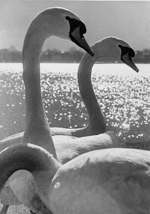 Hamburg. Schwäne im Gegenlicht auf der Alster