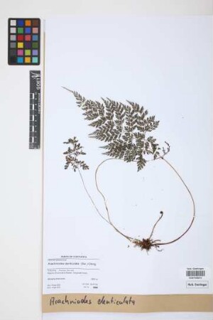Arachniodes denticulata (Sw.) Ching