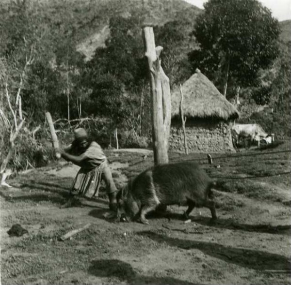 Arhuaco de Mamón tue un cochon