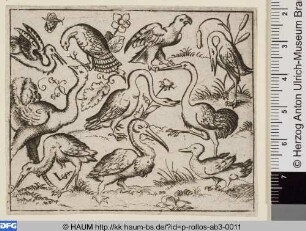 Zehn Vögel, links ein Strauß