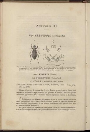 Articolo III. Tipo Artropodi (Arthopoda)