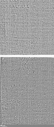 S.23/24+27/28 = Löwe (steigend) mit Schwert / ES