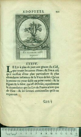 XXXIV. Et tantum cœlo tegitur.