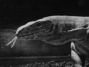 Archivfotografie "motive_tiere_zoo_echsen_6524"