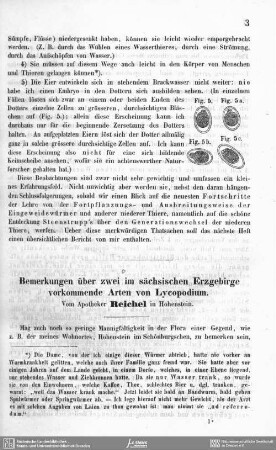 Bemerkungen über zwei im sächsischen Erzgebirge vorkommenden Arten von Lycopodium