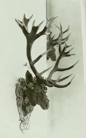 Geweihe: 32-Ender von links. Moritzburg/Dresden: Barockmuseum (ehem. Jagdschloß). Speisesaal III.