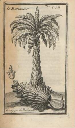 le bananier. Grappe de banane