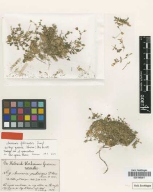 Arenaria graveolens Schreb. var. Boiss. graeca[isotype]