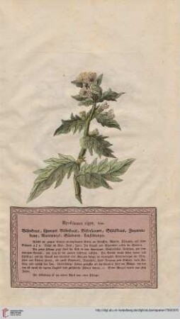 Hyosciamus niger
