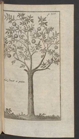 Le fruit à pain