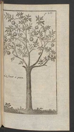 Le fruit à pain