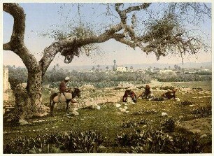 Lydda.