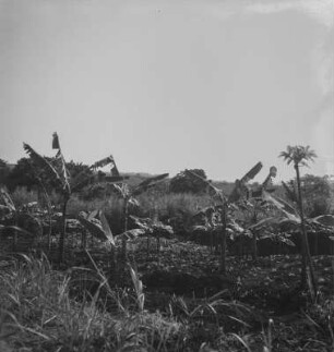 Plantage : Blick über Setzlinge am Rande einer Plantage