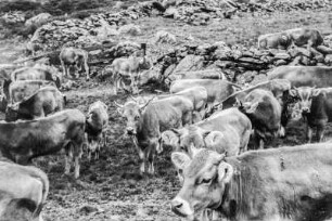 Kuhherde : Kühe auf einer Alm in den Alpen.