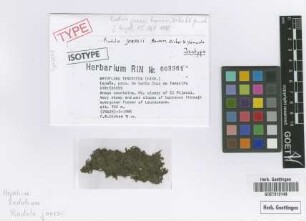 Radula jonesii Bouman, Dirkse & K.Yamada [isotype]