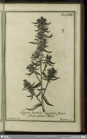 Tab. XVI. Linum humile hysopi facie flore parvo luteo