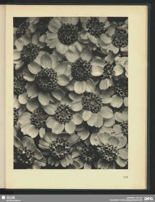 Achillea clypeolata