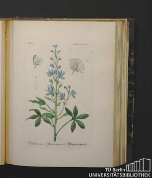 Ranunculaceae. Delphinium Staphisagria L. Stephanskraut.
