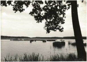 Dammühlenteich östlich von Großenhain