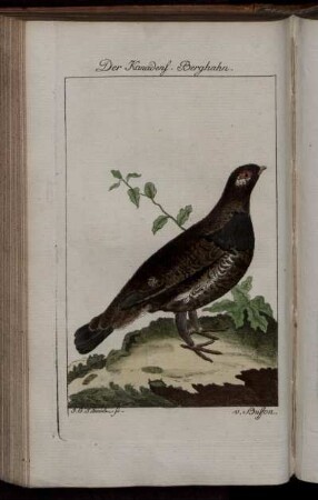 Der Kanadenf. Berghahn.