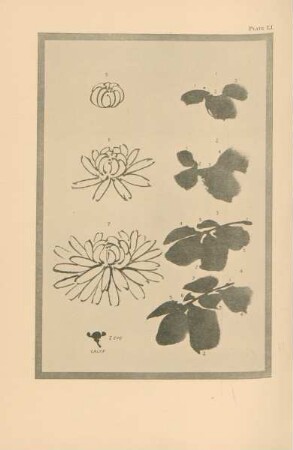 Plate LI